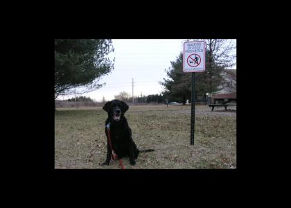 My Dog Is A Rebel