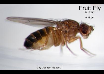 R.I.P. Fruit Fly