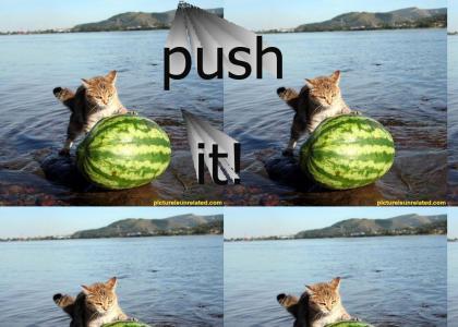 watermelon kitty