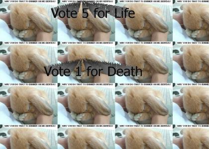 VOTE 5 or the BUNNY DIES