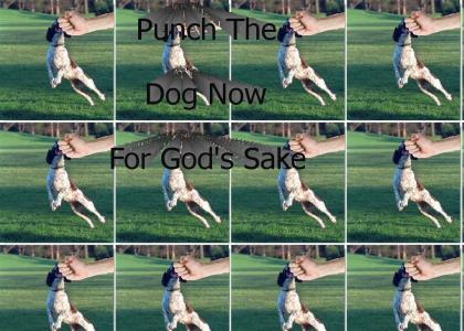 Punch The Dog Now For God's Sake