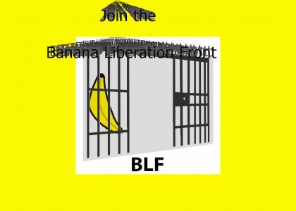 The BLF