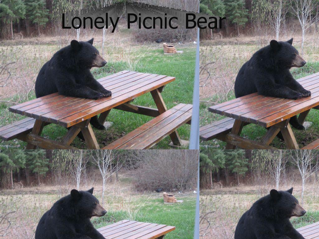 lonelybear