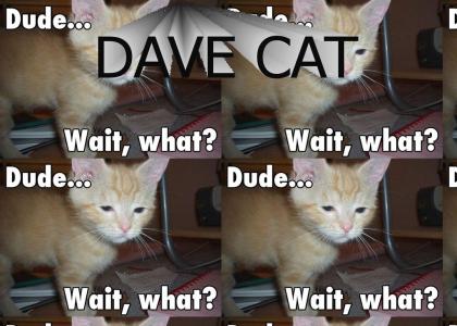 DAVE CAT