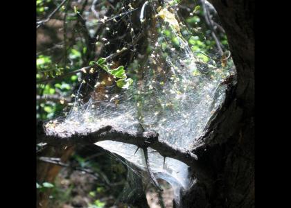 Can YTMND Be Art, Part 2: Spider Web