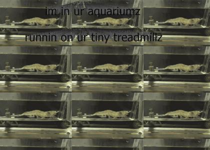 Shrimp running on tiny aquatic treadmill(?!)