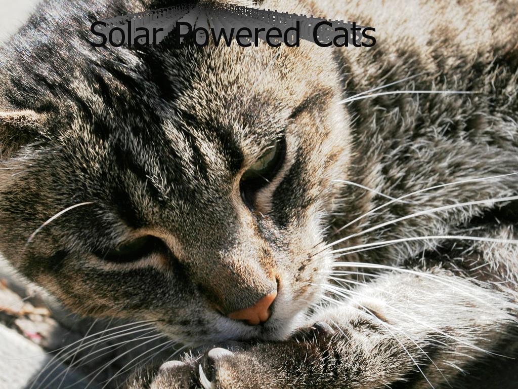 solarcats