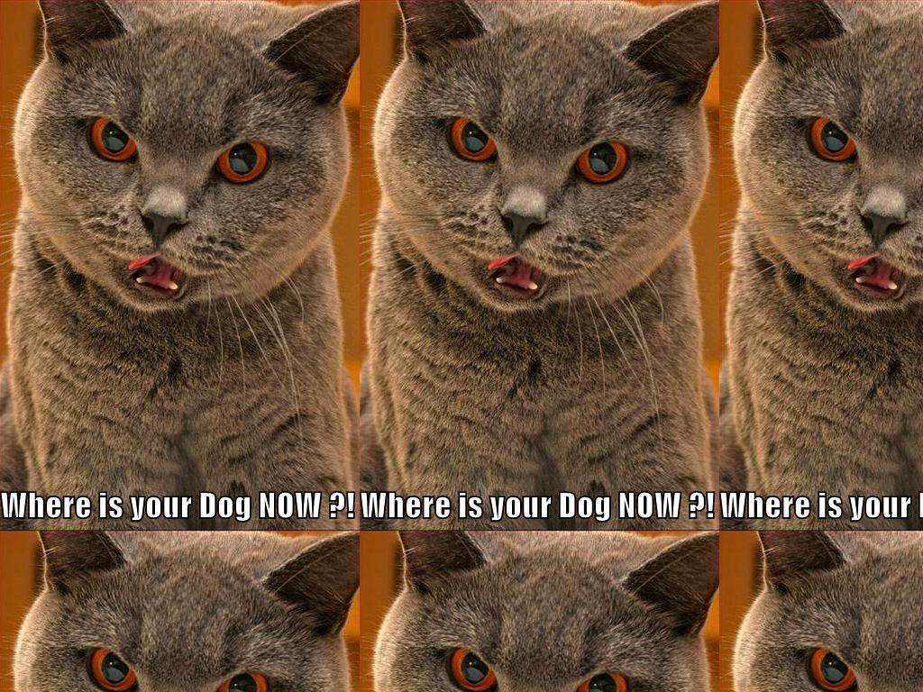 whereisyourdognoww