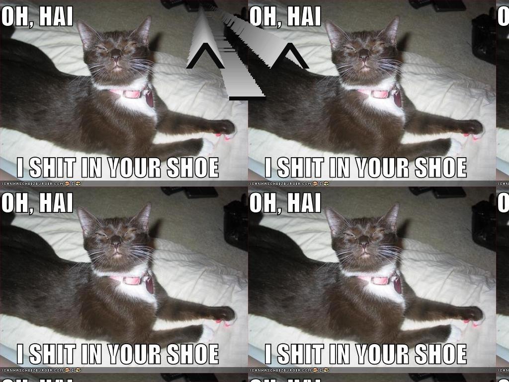 shoeshitter