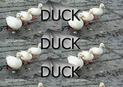 duck duck duck