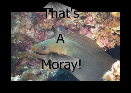 That's a Moray