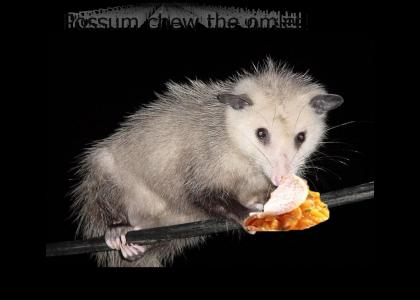 Possum chew the omlet!
