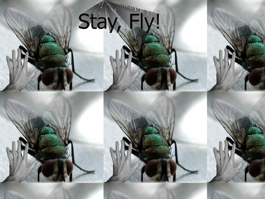stayfly2