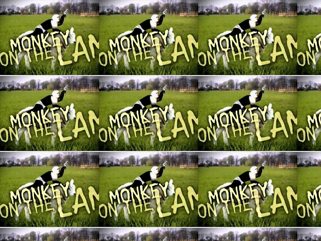 monkeyonthelam