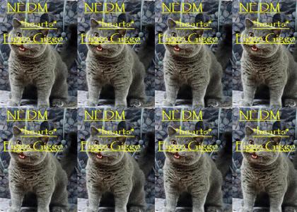 NEDM Happycat Loves Tenacious D!