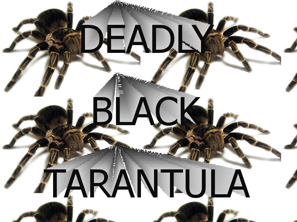 deadlyblacktarantula