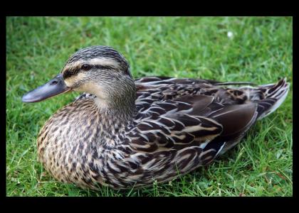 Cheerful Duck