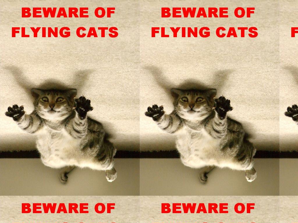 flycat