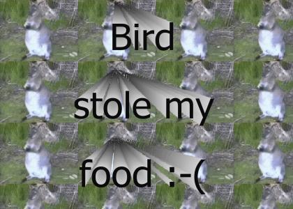 Bird stole my food! :-(