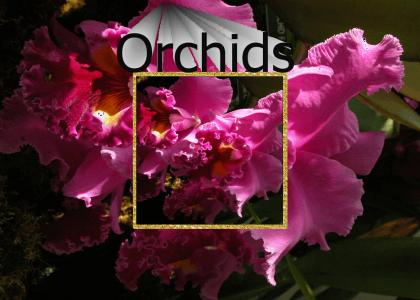 Orchids