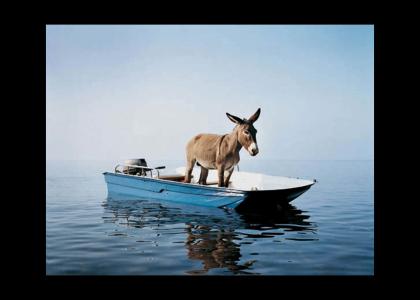 Donkey On a Boat