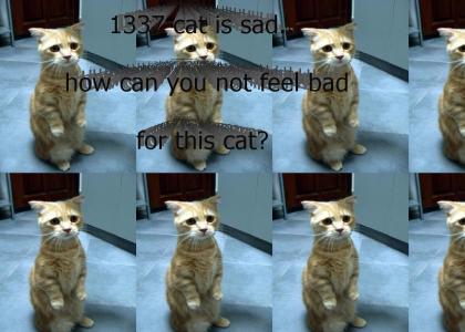 1337 cat is sad...