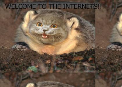 WELCOME TO THE INTERNETS!