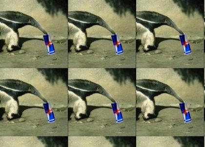 An anteater drank my red bull!