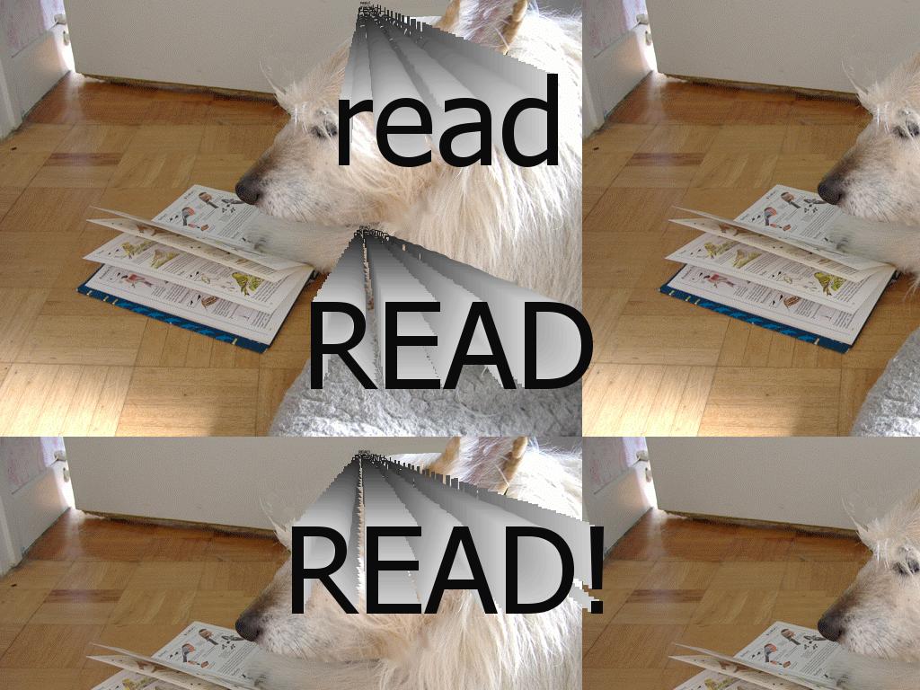 readthedogfool
