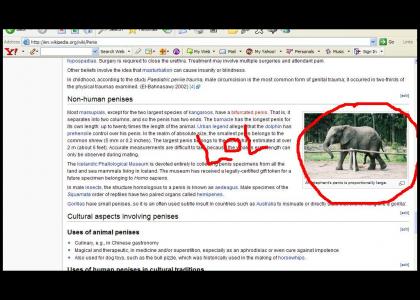 funny wikipedia lol
