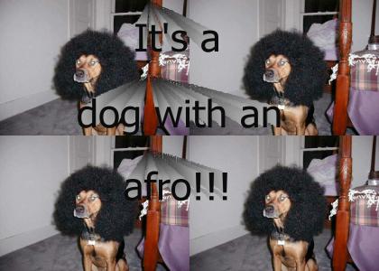 Afro Dog