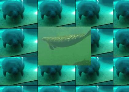 Manatee vs. Neil Diamond Music