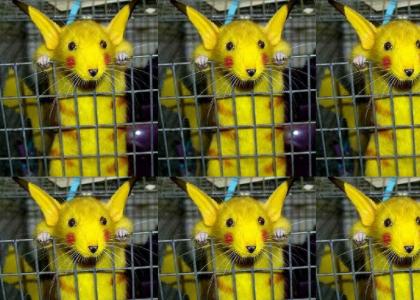 PikaChu is real!!!!!!