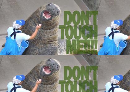 Dont Touch Walrus