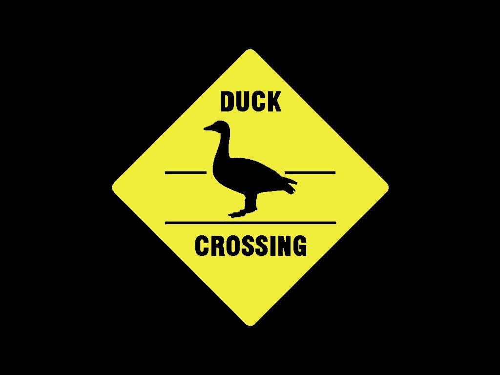 quacksong