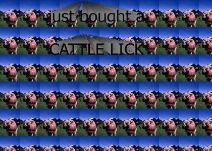 cattle lick lol