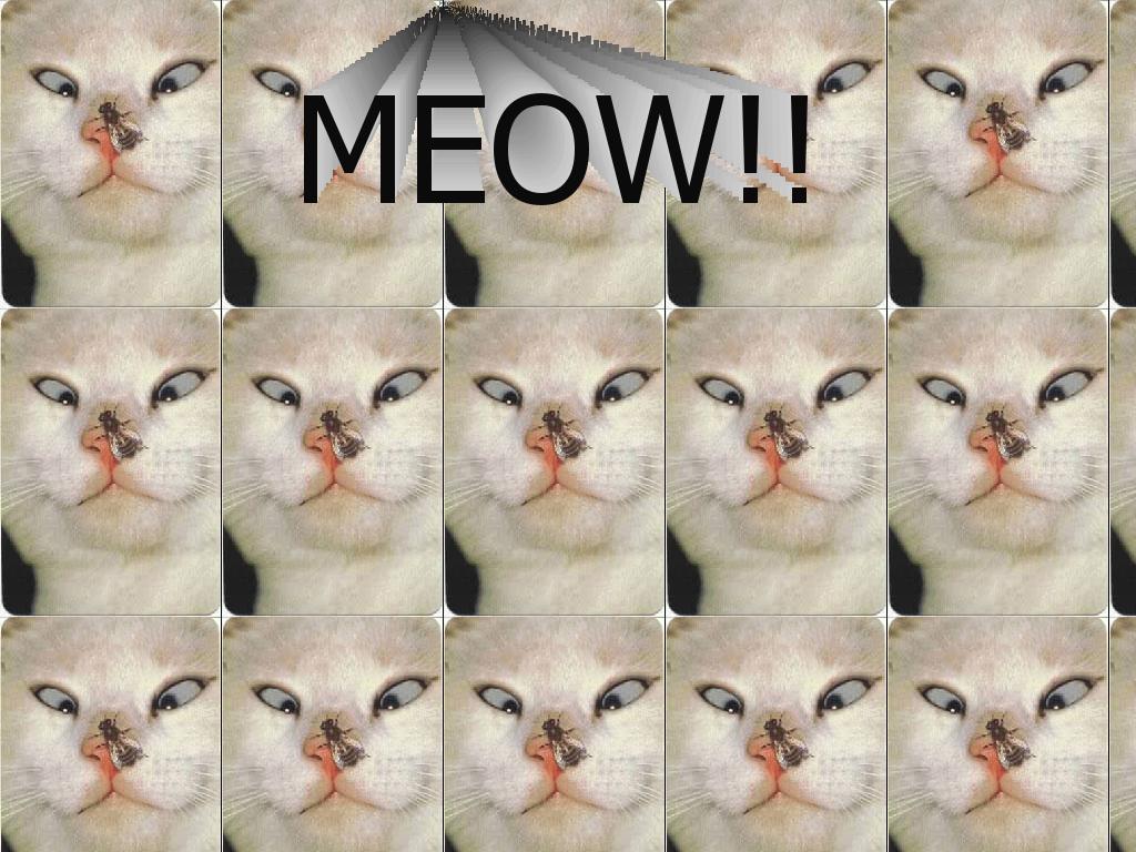 meow11