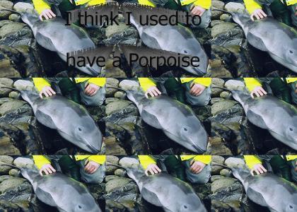 I had a Porpoise?