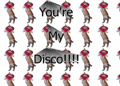 You're my Disco