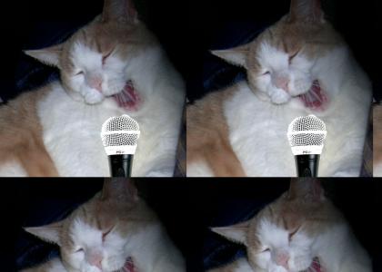 My cat Hansel sings the Face Melter