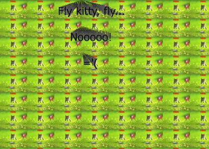 Fly kitty... Noo