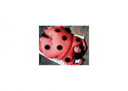 ladybug