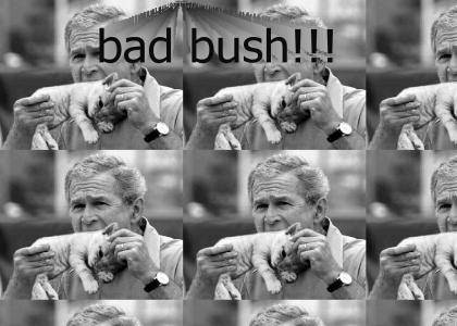 what bush likes to eat