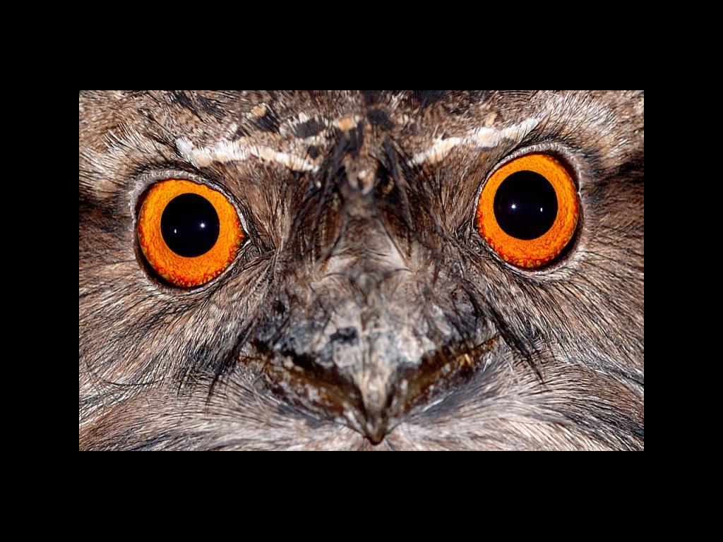 marbledfrogmouth