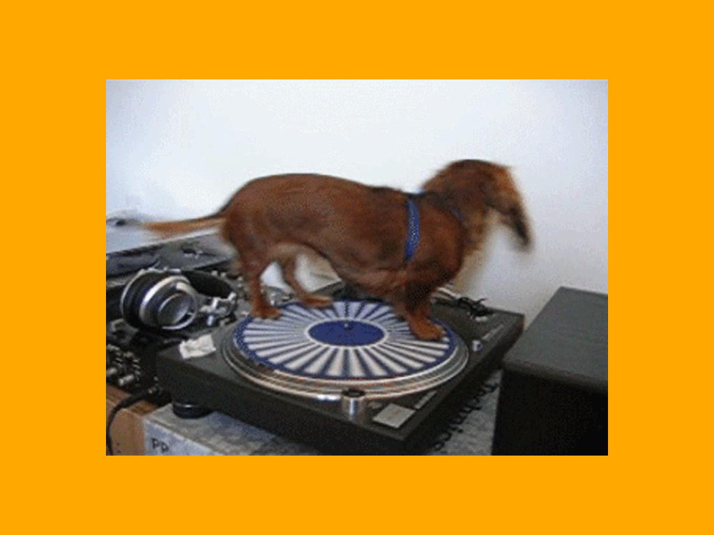 dachshund-rotating-on-record-playing-device