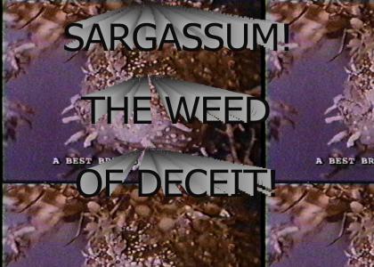 Sargassum! The weed of deceit!