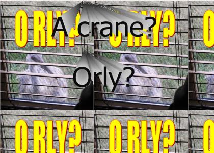 a crane you say? O rly?