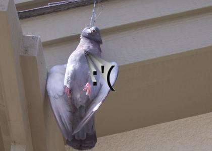 OMG emo pigeon suicide!