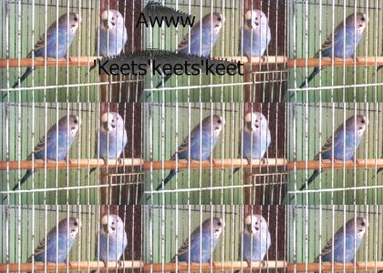 Aww keets keets