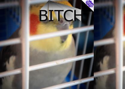 bitchbird theme song